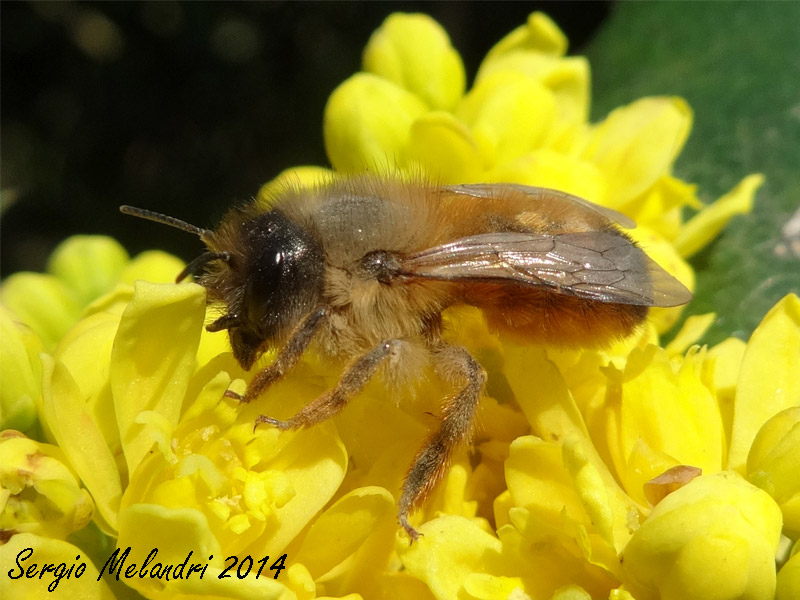 Osmia rufa, femmina